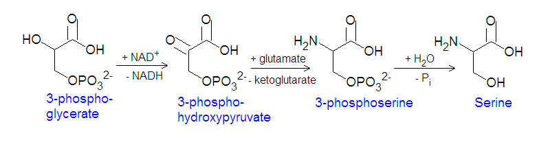  [ سلسلة الأحماض الأمينية ] ( 3 - الــسيـــرين = Serine )  Serine_synthesis_DEVolk