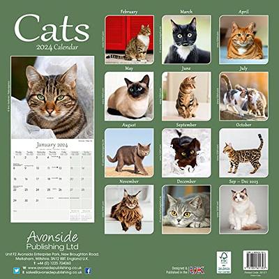 2024 Cats Wall Calendar - Yahoo Shopping