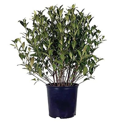 2.5 Qt. Chef's Choice Rosemary - Live Potted Herb Plants