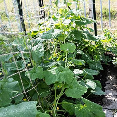 Climbing Plant Support : 70x70in Natural Jute Garden Netting and Garden  Trellis – Cucumber Trellis Netting – Green Bean Trellis – Tomato Plant  Support – Plant Netting – OwnGrown Garden Plant Support - Yahoo Shopping