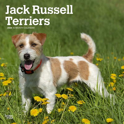 Jack Russell Terriers, 2024 12x24 (Hanging) Wall Calendar