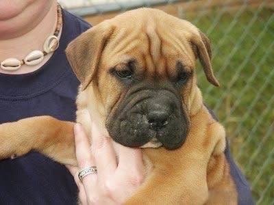 تهجين الكلاب. BoxerSharPeiMixJude