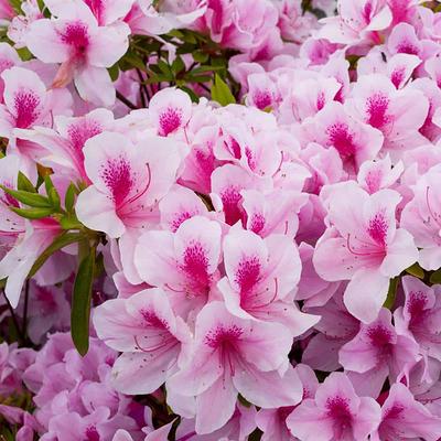 2.25 Gal. Pink Ruffles Azalea Plant with Pink Blooms