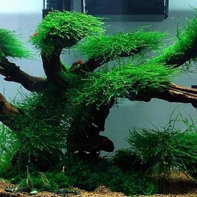 Dwarf Java Moss Live Aquarium Plants, Green Leaf, 1 Cup - Yahoo Shopping