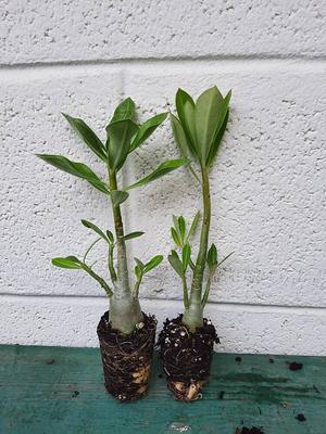 Bundle of 5 Adenium Obesum/Desert Rose Plants.2-4 inch Height. . Fast Shipping Time. Grown in The USA