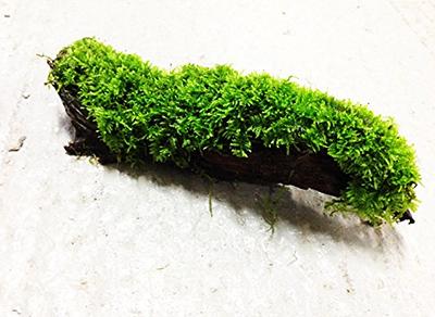 Live Mood Moss/ Choose Your Size/ Healthy Green Moss For Terrarium/ Vivarium/  Garden/ Dicranum Scoparium - Yahoo Shopping