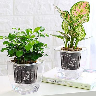 Clear Self Watering Planter for Indoor Plants, 6 inch Plastic