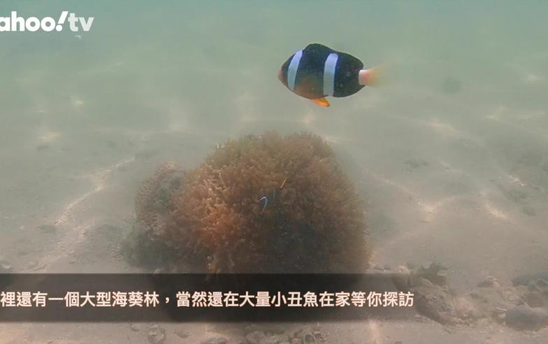 浮潛好去處丨西貢娥眉洲浮潛天堂 探訪小丑魚賞彩色珊瑚