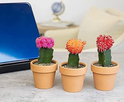 Three Mini Cactus Plant, potted mini cactus