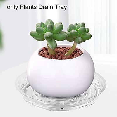 FUNOMOCYA Plastic Plant Trays Plastic Trays for Plants Veggie Flower Pot  Saucers Propagation Tray Succulent Plants Pots Plant Pots Tray Flower Pots  Tray Small Plant Pots Saucer Suite - Yahoo Shopping