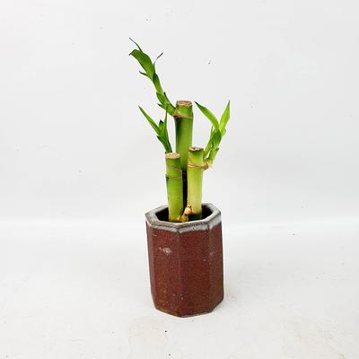 Lucky Bamboo - Gift Plants — PlantsMarket