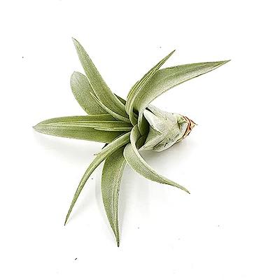 ragnaroc Live Air Plants - Tillandsia Gift Box TOR Variety Pack