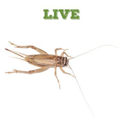 Mack's Natural Reptile Food 1/4 in. Live Crickets, 2,000 ct. - Yahoo  Shopping