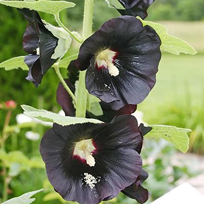 Alcea rosea 'Blacknight