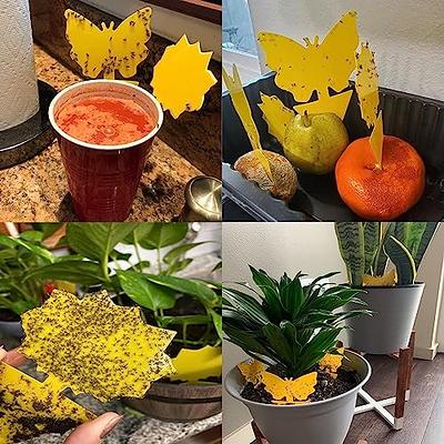 48 Pack Fruit Fly Traps for Indoors Gnat Killer Indoor Gnat Traps for House  Indoor, Yellow Sticky Traps, Fungus Gnat Trap Flies Bug Plant Trap