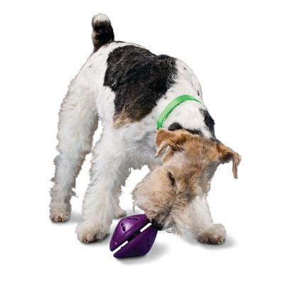 PetSafe Busy Buddy Kibble Nibble - Dog Toy - Treat and Food