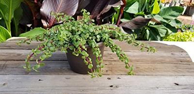 Altman Plants 6 in. Assorted String of Pearls Hanging Basket Plant