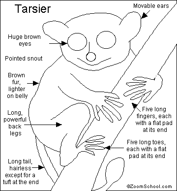 موسوعة ( الحيوانات مهددة الإنقراض )  Tarsier_bw