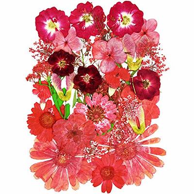 TooGet Dried Flowers Natural Flowers Includes Red Rose Flowers, Peony Ball,  Gomphrena globosa, Peach Flowers, Edible Flower Kit for Soap Making