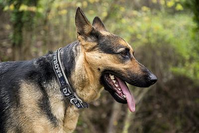 Dallas Cowboys Dog Collar NFL Sports 