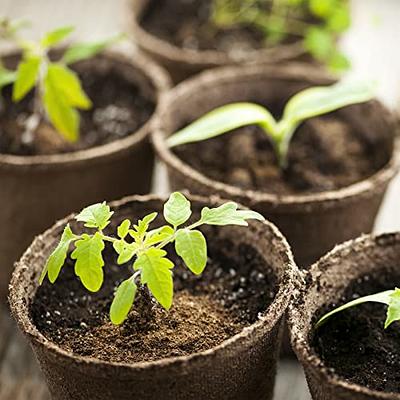 Peat Moss: Why This Soil Additive is Important to Growing Healthy  Houseplants 