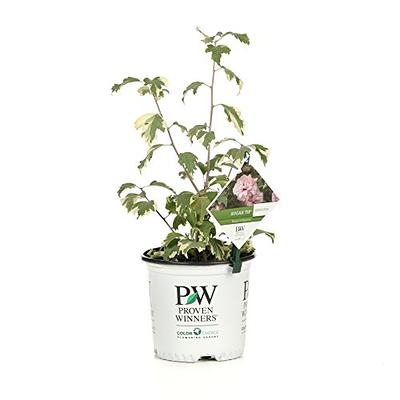 PROVEN WINNERS 2 Gal. Sugar Tip Rose of Sharon (Hibiscus) Shrub with Clear  Pink Double Flowers 17110 - The Home Depot