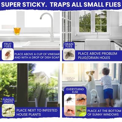 BUGMD Barfly - Window Fly Traps (2 Pack) - Window Fly Paper, Fly Trap  Indoor, Window Fly Strips, Window Fly Tape, Indoor Fly Trap for Home, Fly