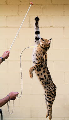 موسوعة ( الحيوانات مهددة الإنقراض )  220px-Jumping_Serval