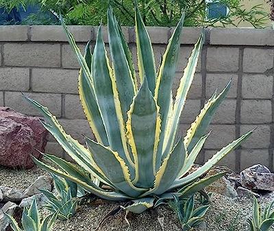 Faux Greenery, Euphorbia, Euphorbia Marginata, Variegated Greenery