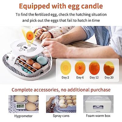 The Incredible Egg Candler, Closeout –