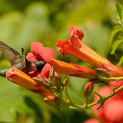 Hummingbird Vine Seeds Campsis Grandiflora Deciduous Climbing Vine Attract  Pollinators Good Choice for Covering Walls Trellises Arbors Outdoor 20Pcs  Flower Seeds by YEGAOL Garden - Yahoo Shopping