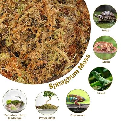 Hourleey 5.3 oz Sphagnum Moss for Plants, Premium Natural Long Fibered Dried  Moss Potting, Sphagnum Peat Moss Bulk for Orchids Succulent Carnivorous  Potted Plant Reptiles Medium Sarracenia - Yahoo Shopping