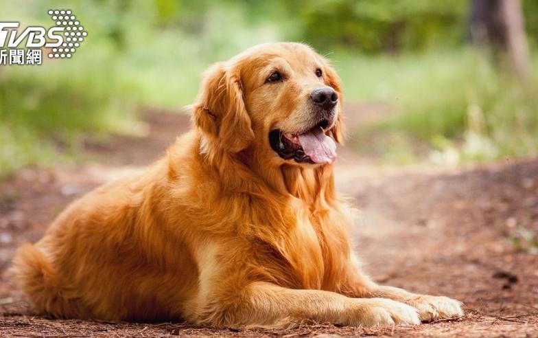 犬驗尿測癌！美最新研究　共享私人狗公園夯