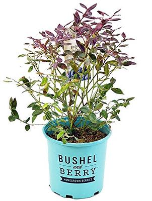 Bushel and Berry™ - Vaccinium Pink Icing (Blueberry) Edible-Shrub, , #2 -  Size Container - Yahoo Shopping