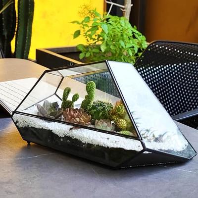 Large Glass Domed Terrarium with Cork Lid, Terrarium Kit with Plants – The  Art of Succulents