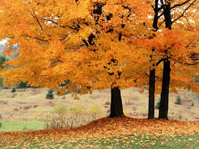 جمال فصل الخريف حول العالم Beautiful-autumn+%252815%2529