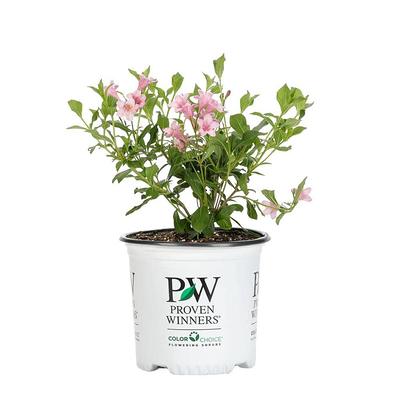 Sonic Bloom® Pure Pink Weigela - My Proven Winners ColorChoices