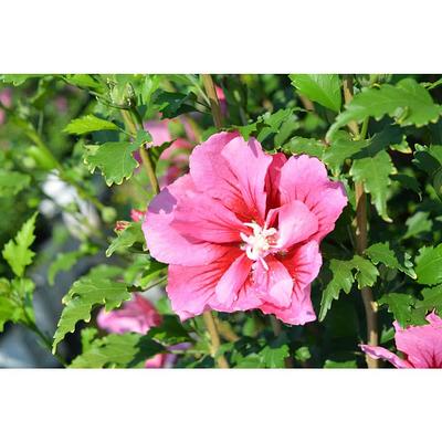 Proven Winners Pink Chiffon Rose Of Sharon Flowering Shrub in 2-Gallon (s)  Pot in the Shrubs department at