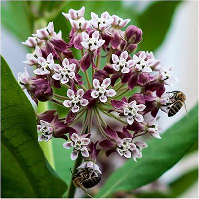 Milkweed Seed Packet Collection