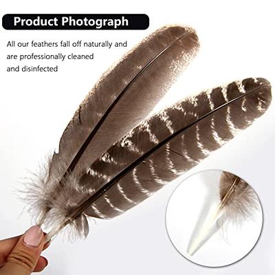 Wild Turkey Wing Feathers