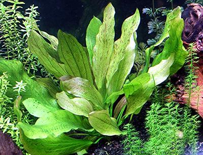 Rooted Live Aquarium Plant Bundle – 6 Easy Species | Snail Free Guaranteed