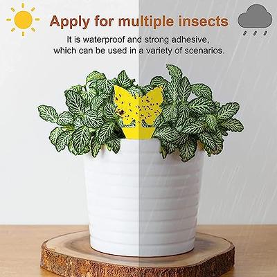 Sticky Fruit Fly Traps, Fungus Gnat Killer Trap Use For Indoor Outdoor, 12  pcs