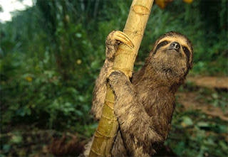 موسوعة ( الحيوانات مهددة الإنقراض )  Three-toed-sloth