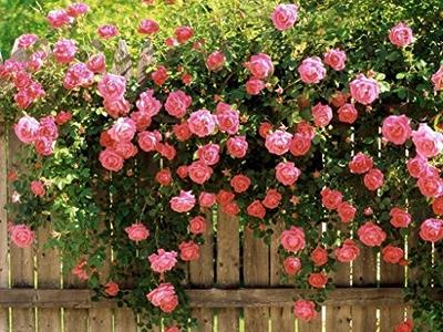 CHUXAY GARDEN 100 Seeds Double Light Pink White Moss Rose Seed,Portulaca  Grandiflora,Eleven O'clock,Mexican Rose,Rock Rose Ornamental Flowering  Plant