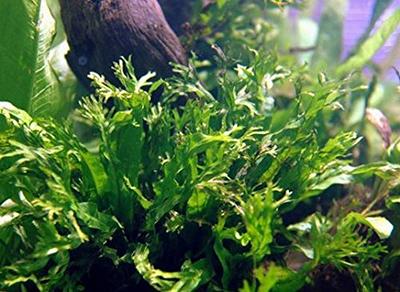 Live Freshwater Aquarium Plants