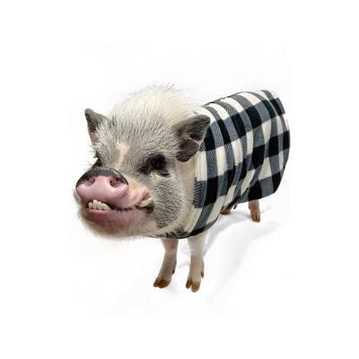 baby pig in clothes