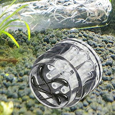 Ankexin Planaria Trap Catch Trap es Catcher Aquarium Supplies Clear Acrylic  Planarian Traps 8 Holes for Cherry Shrimp for T - Yahoo Shopping