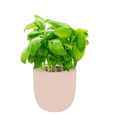 Environet Hydroponic Herb Growing Kit, Self-Watering Kitchen Herb Garden Starter  Kit with Pink Ceramic Pot and Seeds (Basil) - Yahoo Shopping