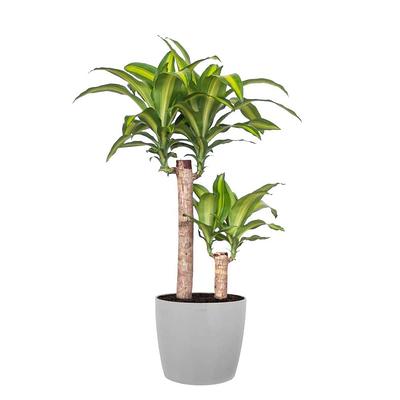 Plant - Yahoo Shopping