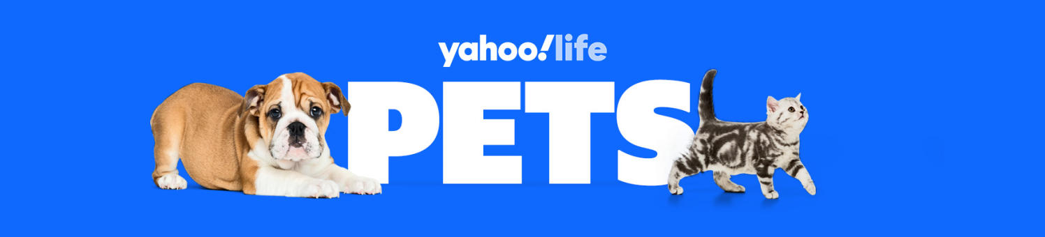 pets-hub